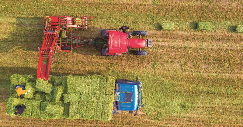 組照《千畝苜蓿開鐮 機械化作業促豐收》段雪平15535976339 (7) 組照《千畝苜蓿開鐮 機械化作業促豐收》段雪平15535976339 (7)